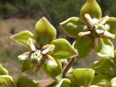 Asclepias elata