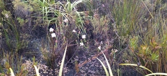 Erica ampullacea