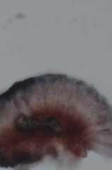 Caloplaca atrosanguinea