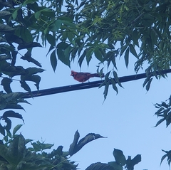 Cardinalis cardinalis