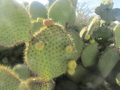 Opuntia huajuapensis