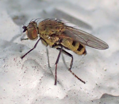 Notiphila