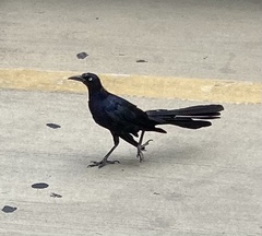 Quiscalus mexicanus