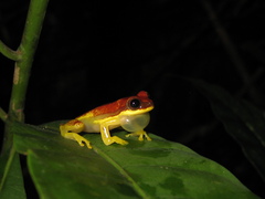 Dendropsophus rhodopeplus