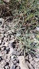 Eriogonum brevicaule