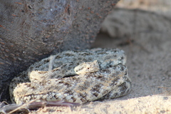 Crotalus mitchellii