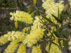Acacia oxycedrus