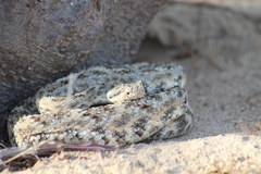 Crotalus mitchellii