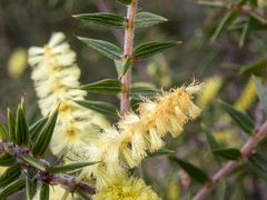 Acacia oxycedrus
