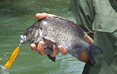 Acanthopagrus pacificus