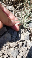 Eriogonum brevicaule