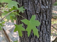 Liquidambar orientalis