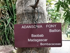 Adansonia fony