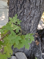 Liquidambar orientalis