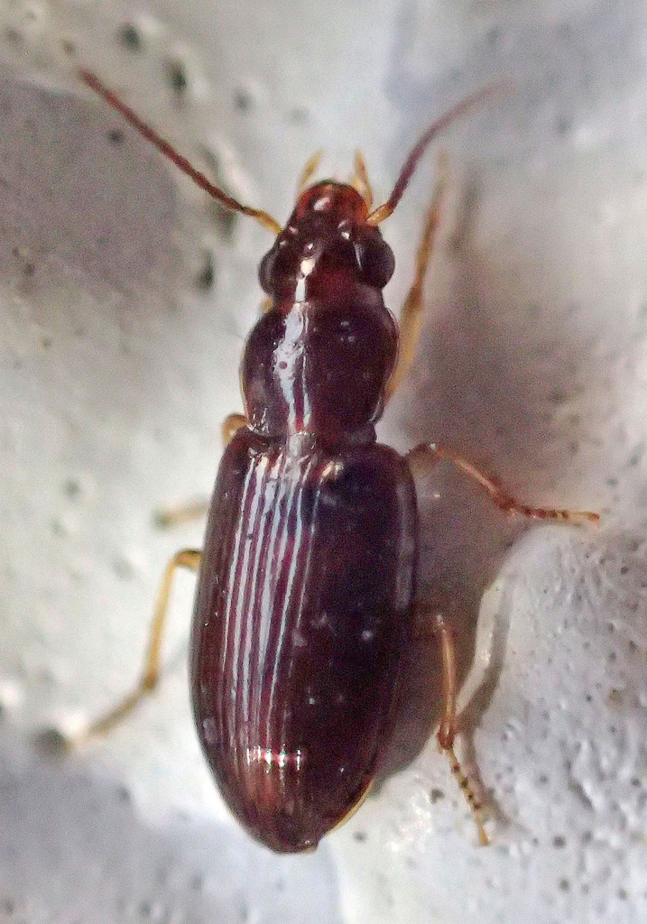 Small California Harp Ground Beetle