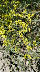 Eriogonum brevicaule