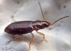 Bradycellus californicus