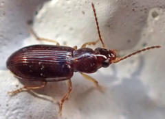 Bradycellus californicus