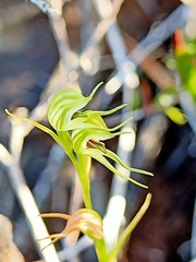 Pterostylis daintreana