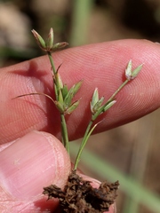 Juncus pygmaeus