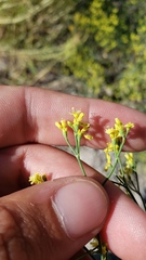 Eriogonum brevicaule