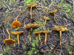 Calocybe naucoria