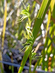 Pterostylis daintreana