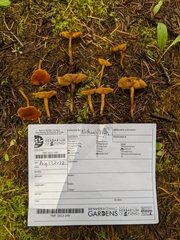 Calocybe naucoria