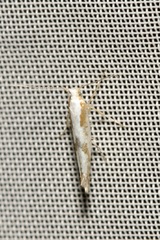 Argyresthia bonnetella