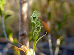 Pterostylis daintreana