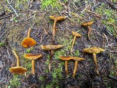 Calocybe naucoria