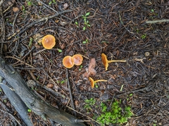 Calocybe naucoria