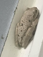 Osteopilus septentrionalis