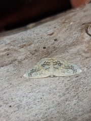 Cyclophora annularia