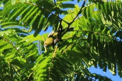 Aegithina viridissima