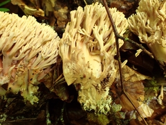 Ramaria bataillei