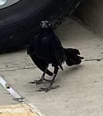 Quiscalus mexicanus