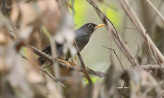Turdus nigriceps
