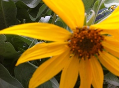 Balsamorhiza serrata