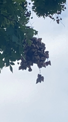 Koelreuteria paniculata