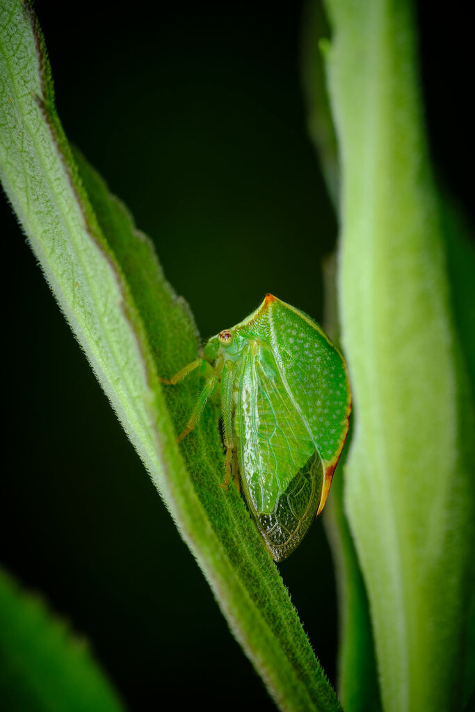 Buffalo Treehopper from Rice County, MN, USA on August 7, 2022 at 04:00 ...