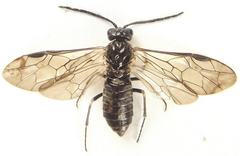 Empria longicornis