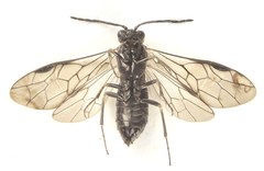 Empria longicornis