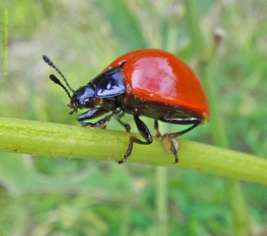 Aegithus rufipennis