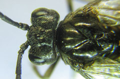 Empria longicornis