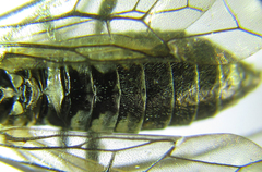 Empria longicornis