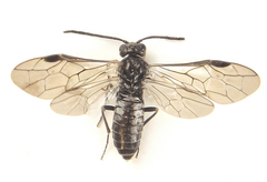 Empria longicornis