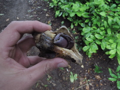 Coenobita brevimanus