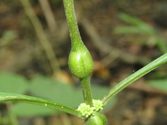 Neolasioptera lycopi