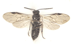 Empria longicornis